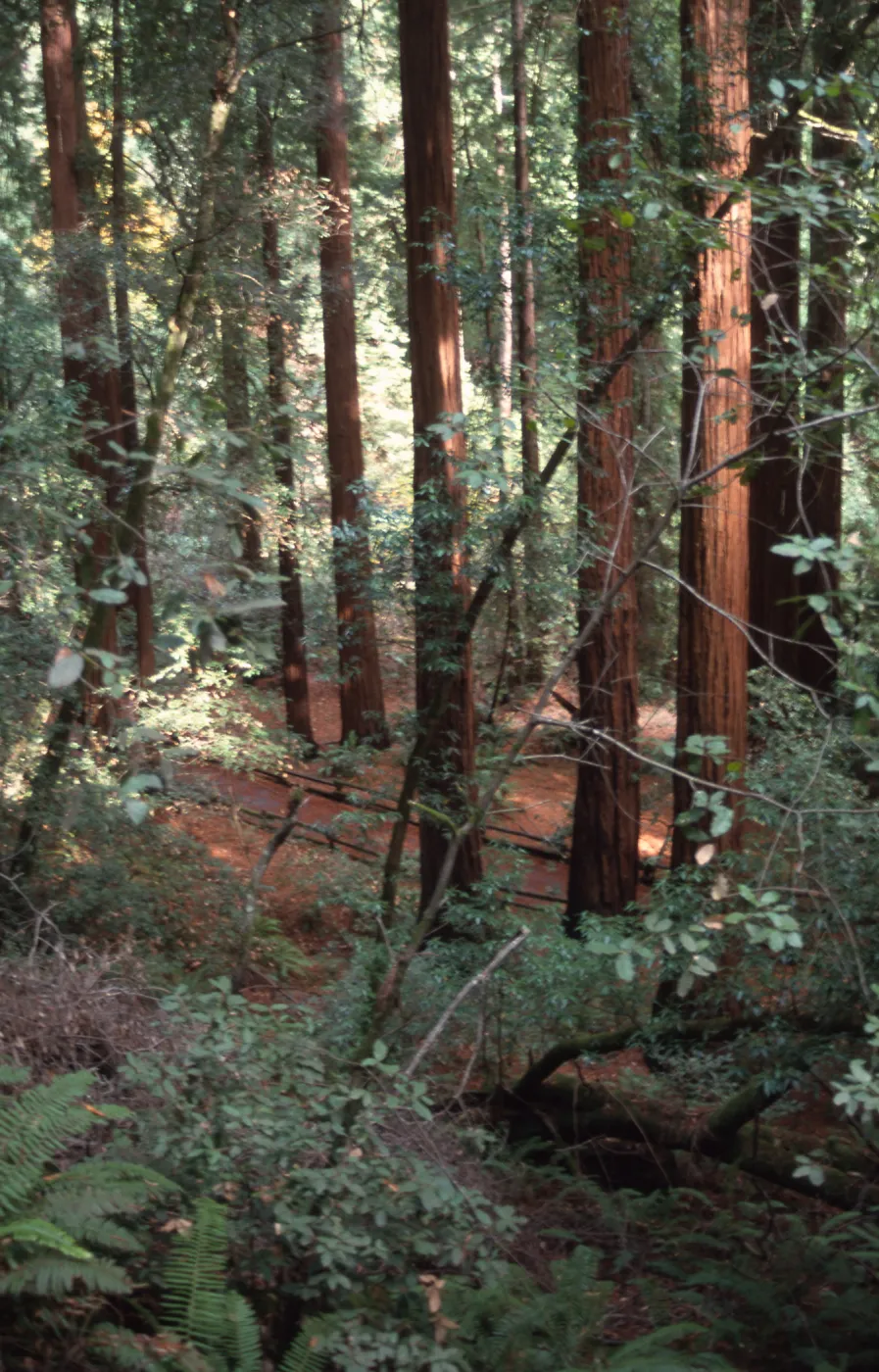 Muir Woods, redwood grove