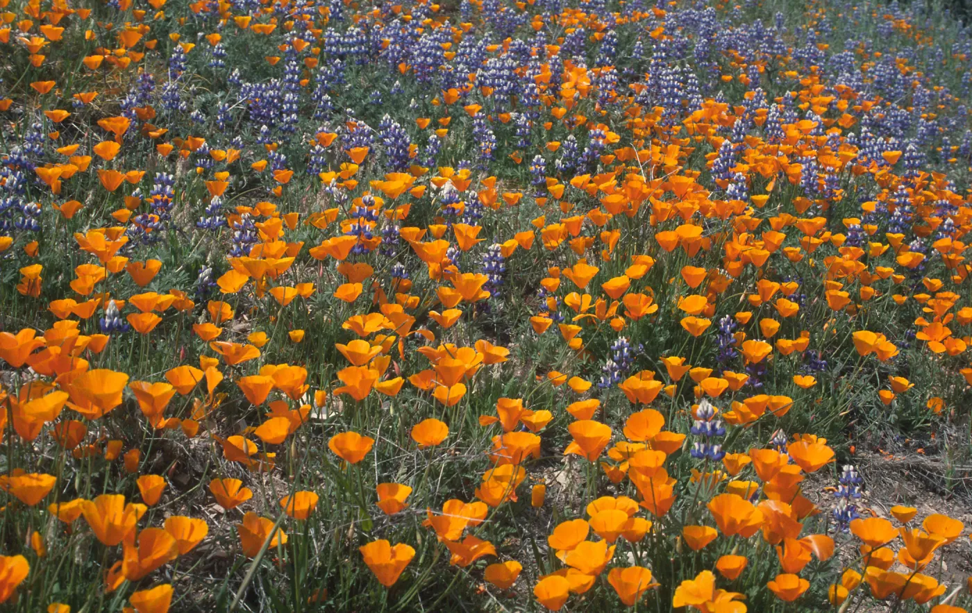 poppies and Lupinus nanus in bloom, wildflowers, Figueroa