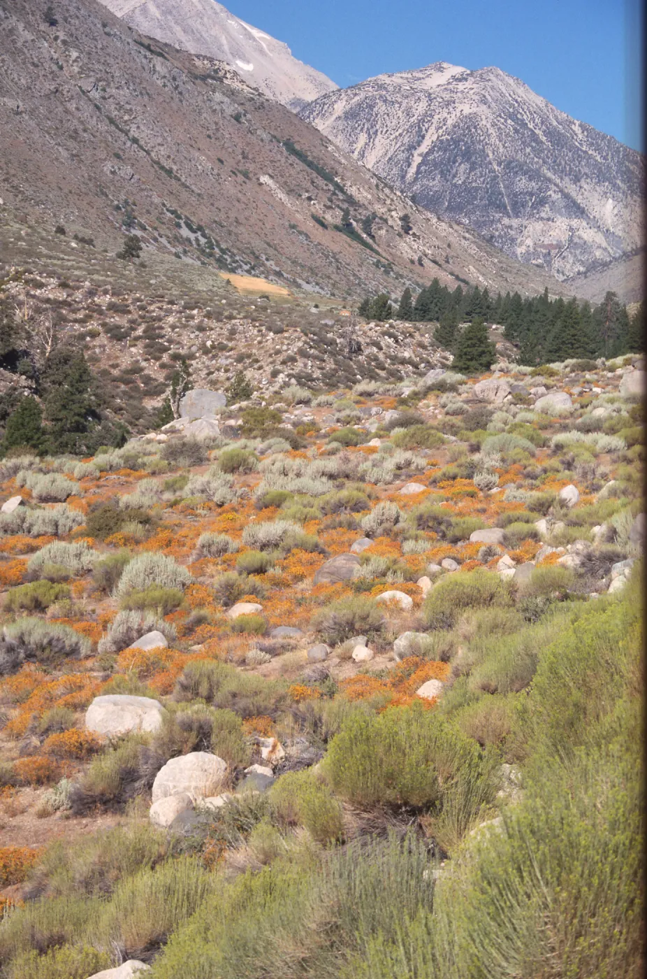 Great Basin vegetation, Pine Road