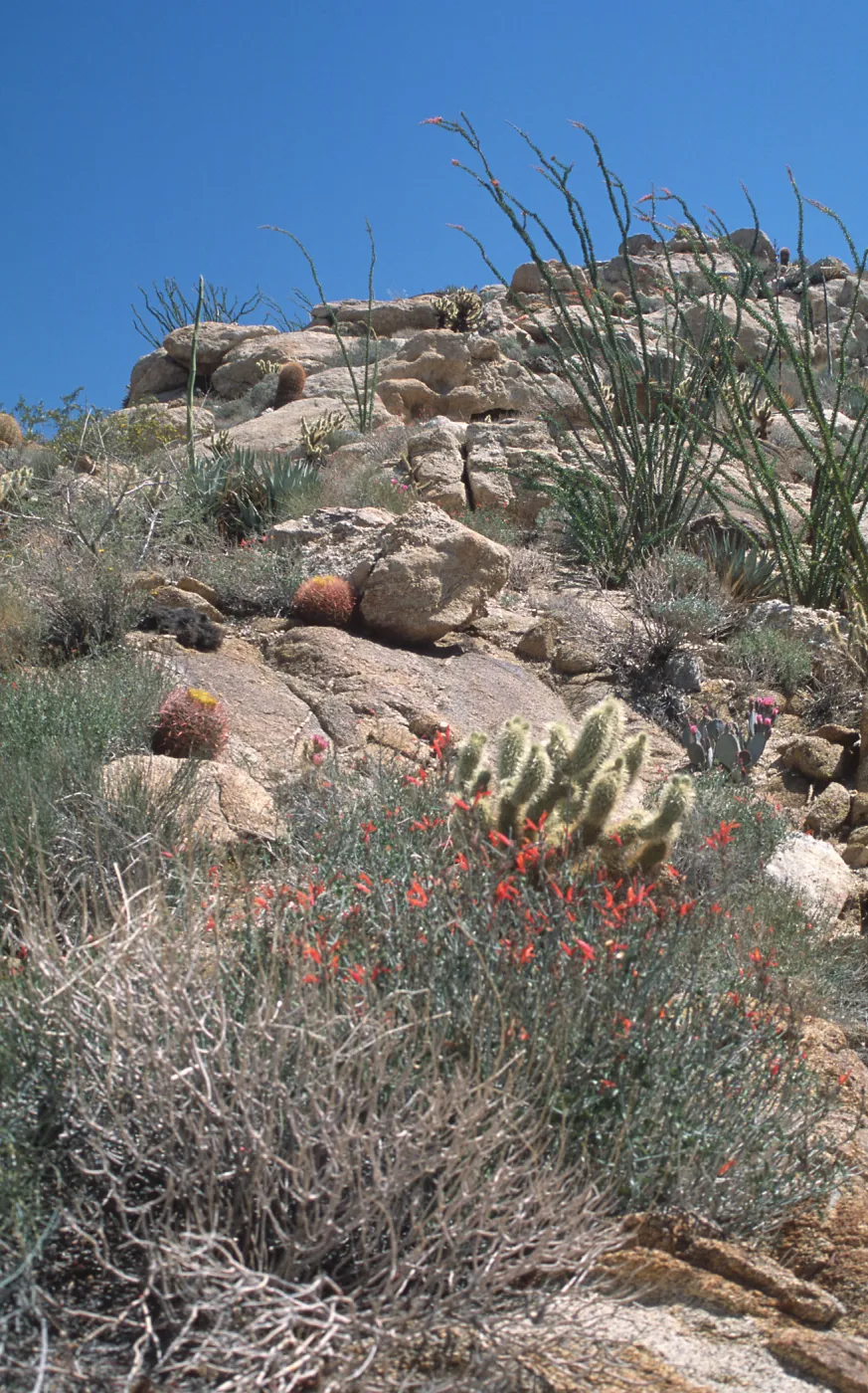 Ocotillos and Cacti, Anza- Borrego, desert habitat