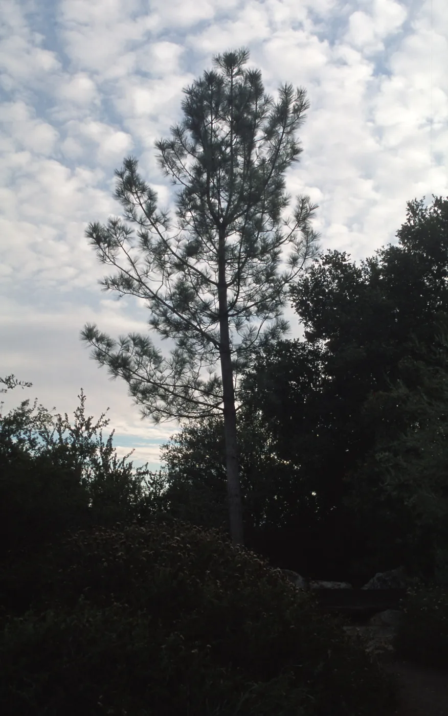 Pinus torreyana, Ceanothus section