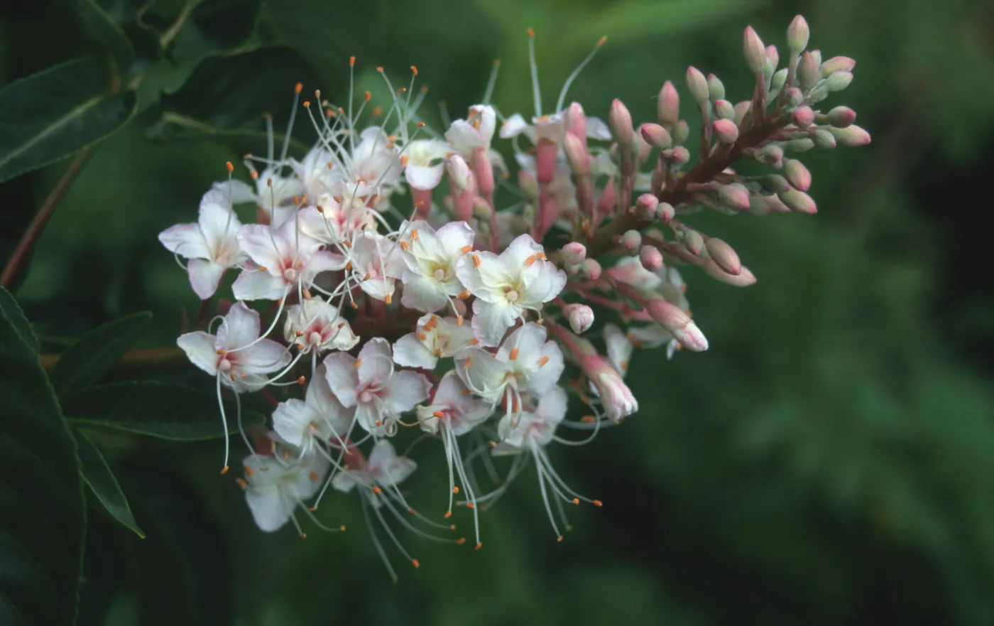 Aesculus inflorescence, flowers