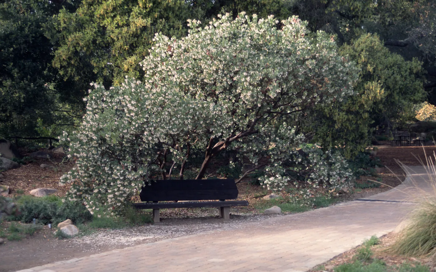 Arctostaphylos glauca, wood bench, pavered path along west side of Meadow, SBBG