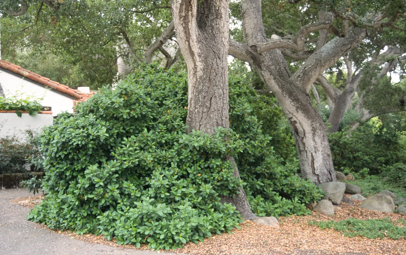 Rhamnus cv. Eve Case with oaks, Bryant