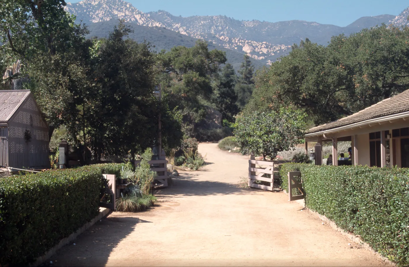 SBBG Courtyard with mountain view, Rhus integrifolia hedge