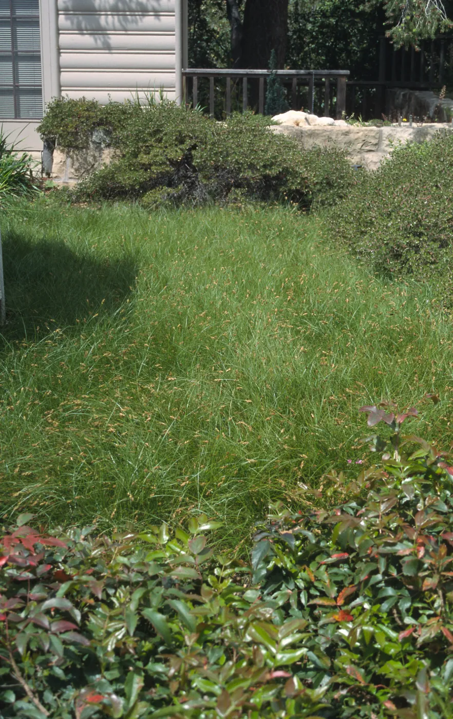 Carex praegracilis lawn with Berberis cv. Compacta border, SBBG Home Demonstration Garden