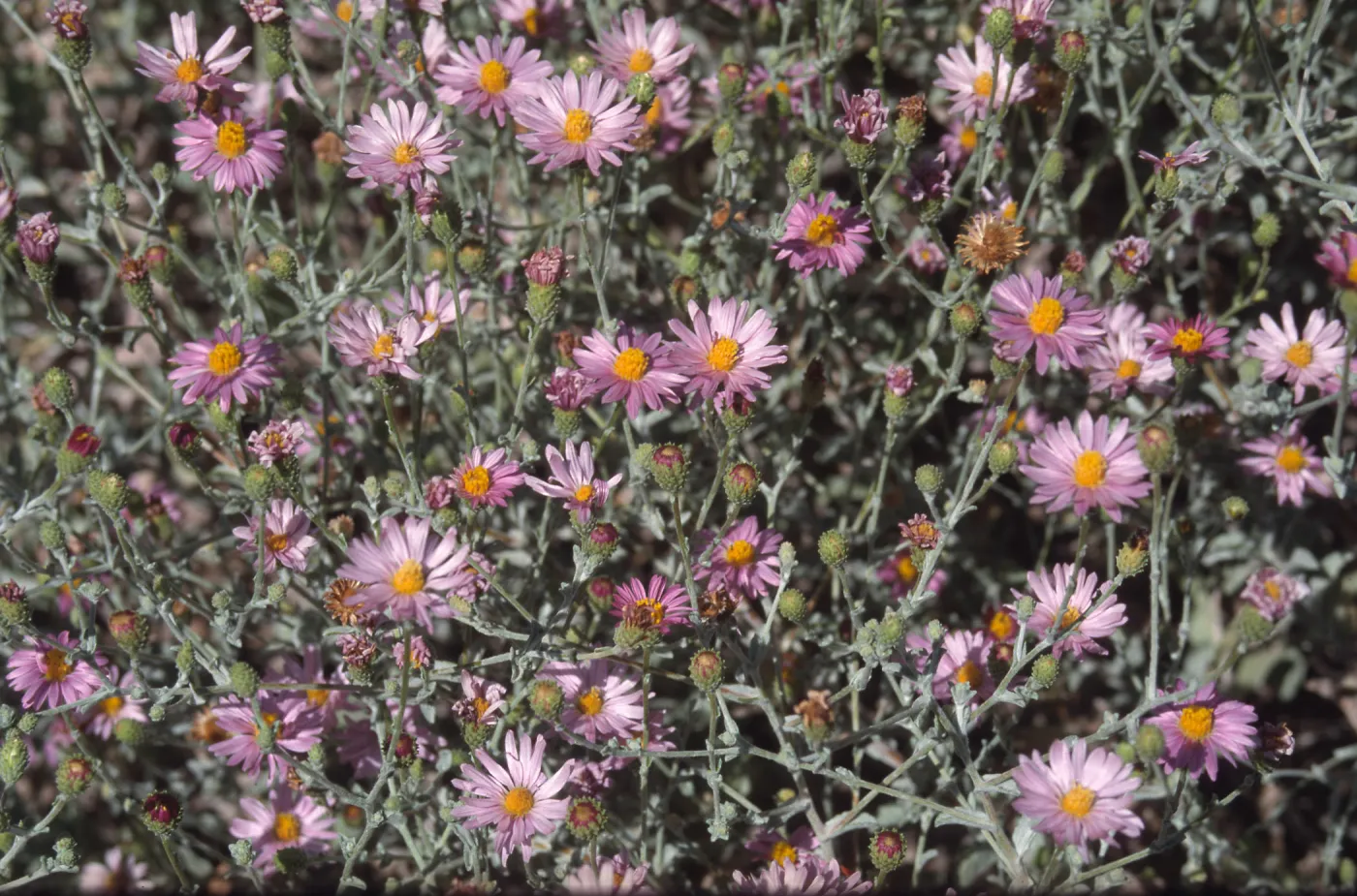 Lessingia cv. Smart Aster, 89-280