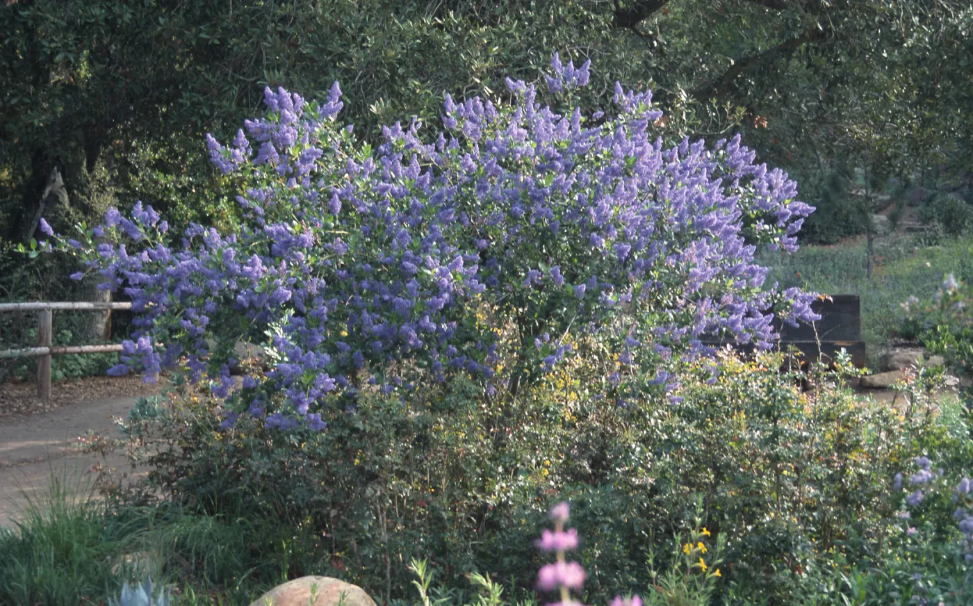 Ceanothus cv. Gentian Plume, SBBG Meadow