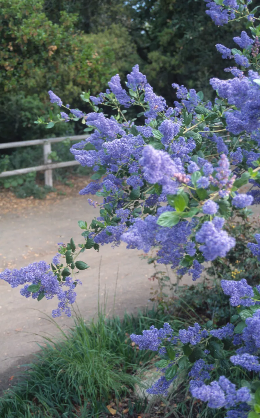 Ceanothus cv. Gentian Plume, SBBG Meadow