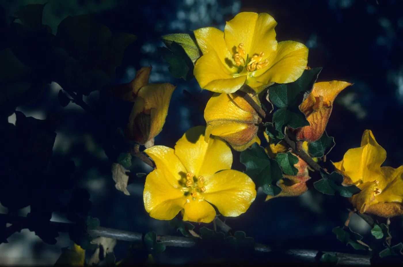 Fremontodendron cv. Pacific Sunset flowers