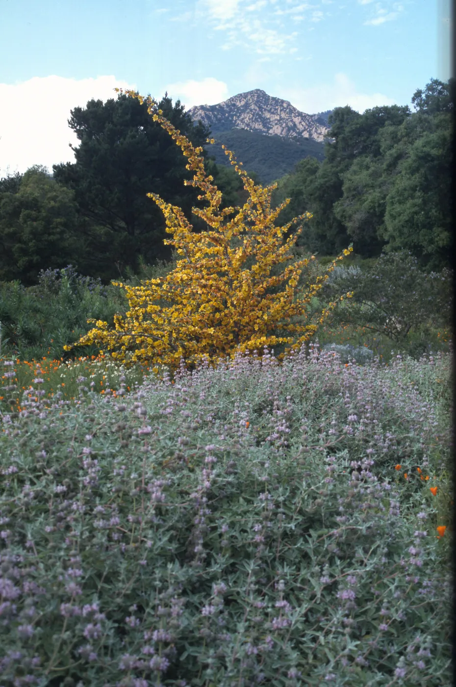 Fremontodendron (Flannelbush) cv. California Glory and Salvia leucophylla (Purple Sage) cv. in bloom, Porter Trail, SBBG, view to La Cumbre Peak