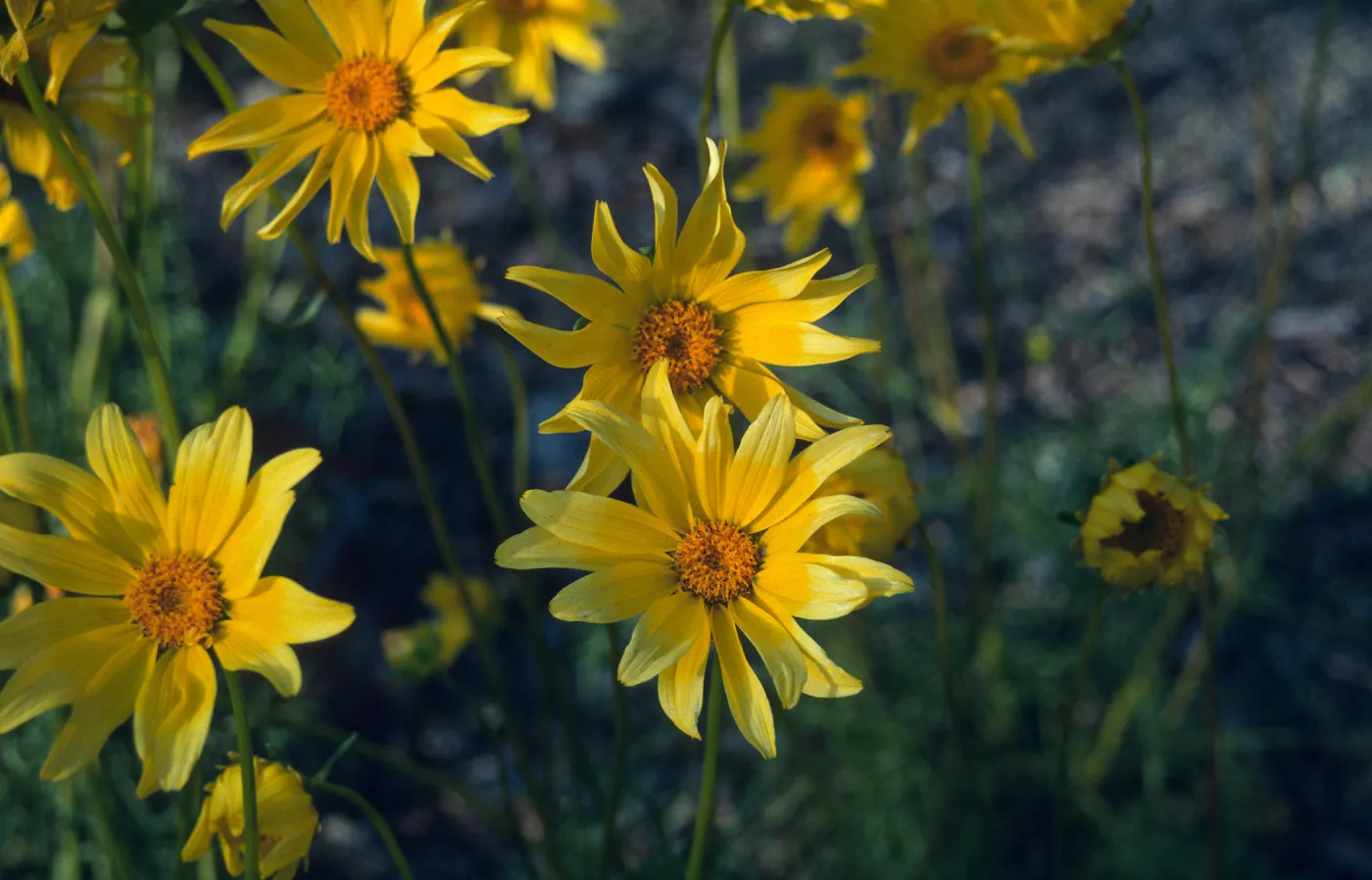Coreopsis maritima flowers
