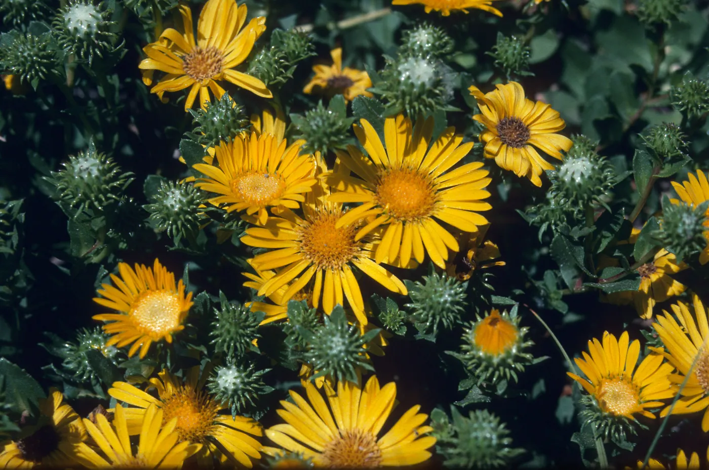 Grindelia stricta venulosa flowers