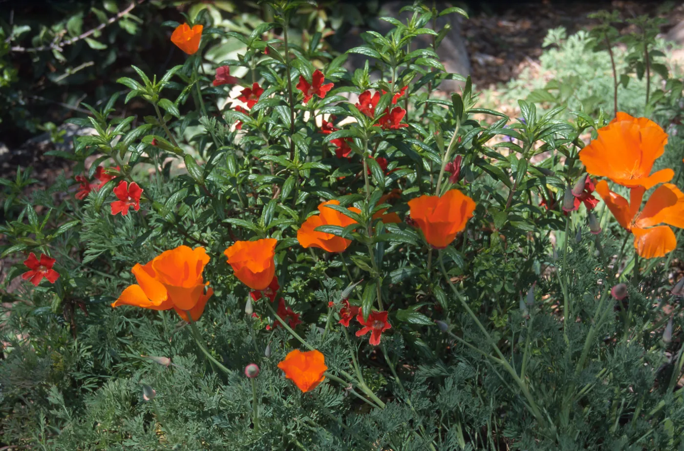 Mimulus blooming with Eschscholzia flowers, SBBG Manzanita section