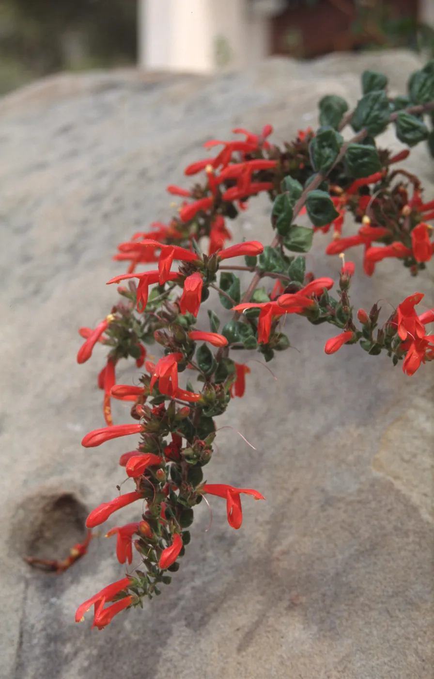 Keckiella cordifolia, Overall