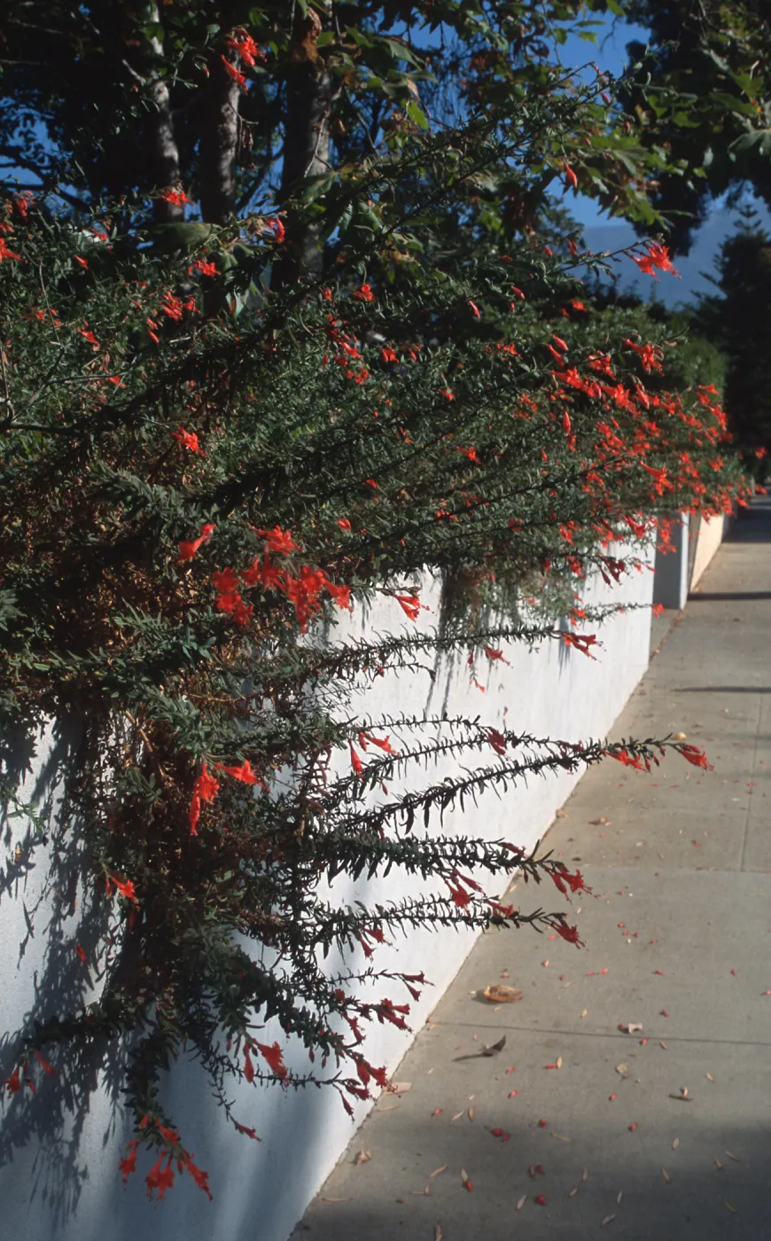 Epilobium canum cascading over white wall