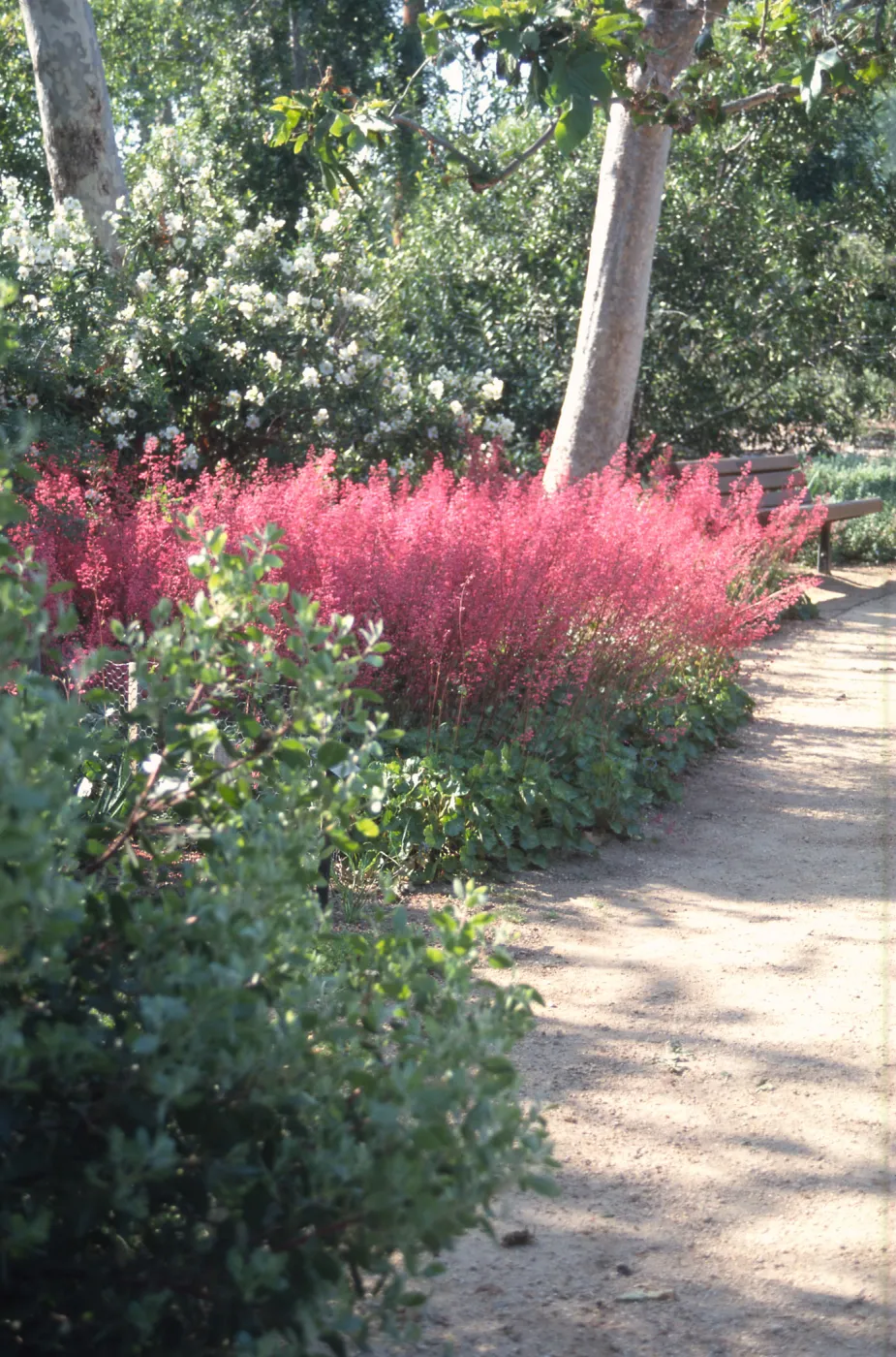Heuchera cv. Genevive with Carpenteria, Platanus, RSA