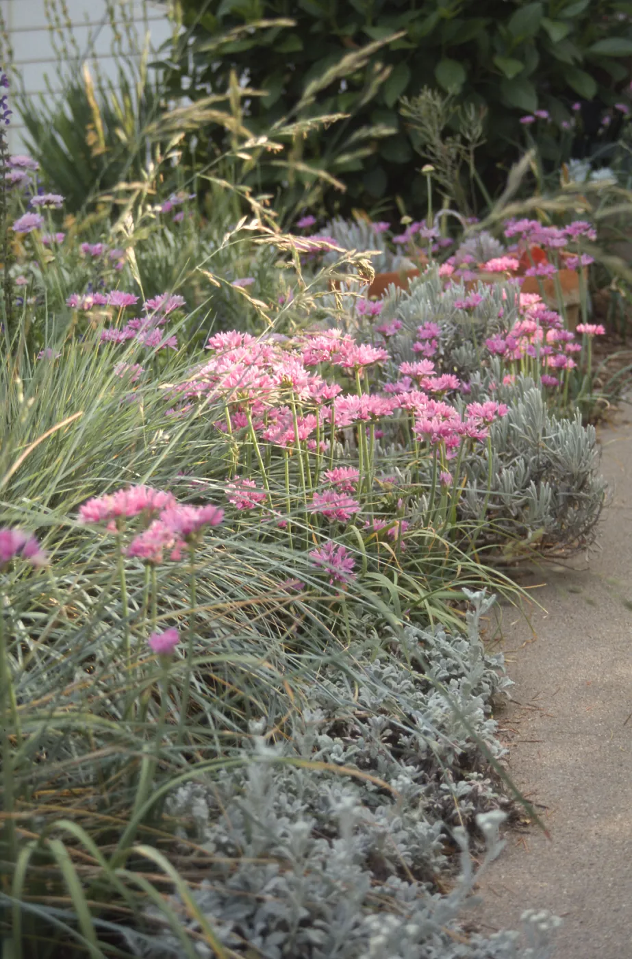 Allium unifolium border, Carol Bornstein garden