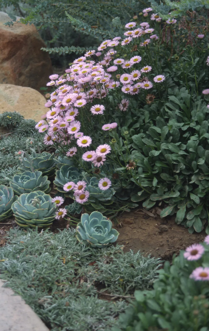 Erigeron cv. Wayne Roderick, Echeveria border, Easton