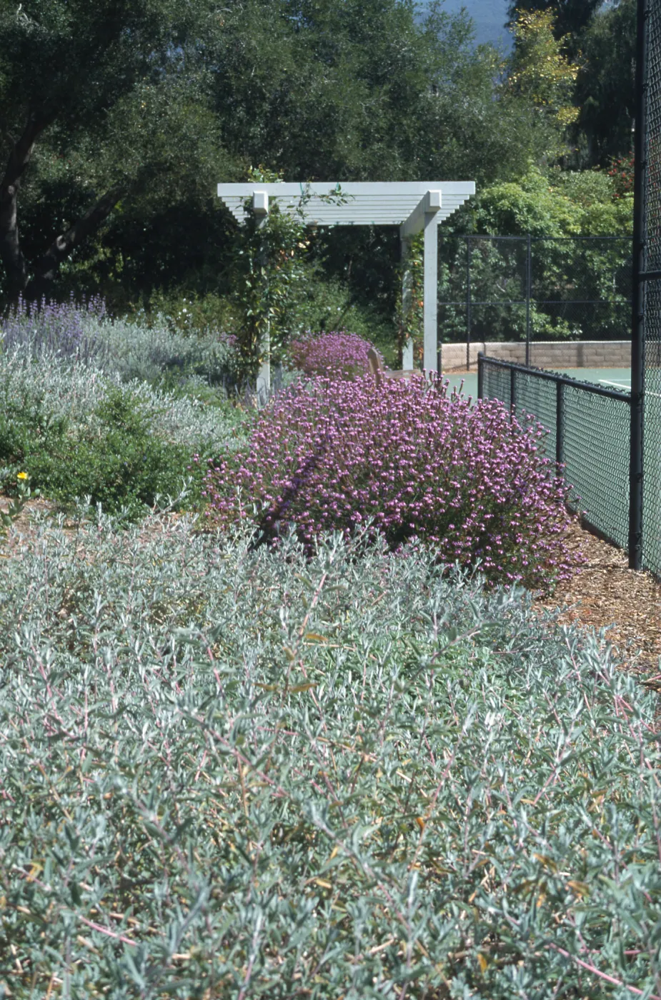 Verbena (Vervain), Easton