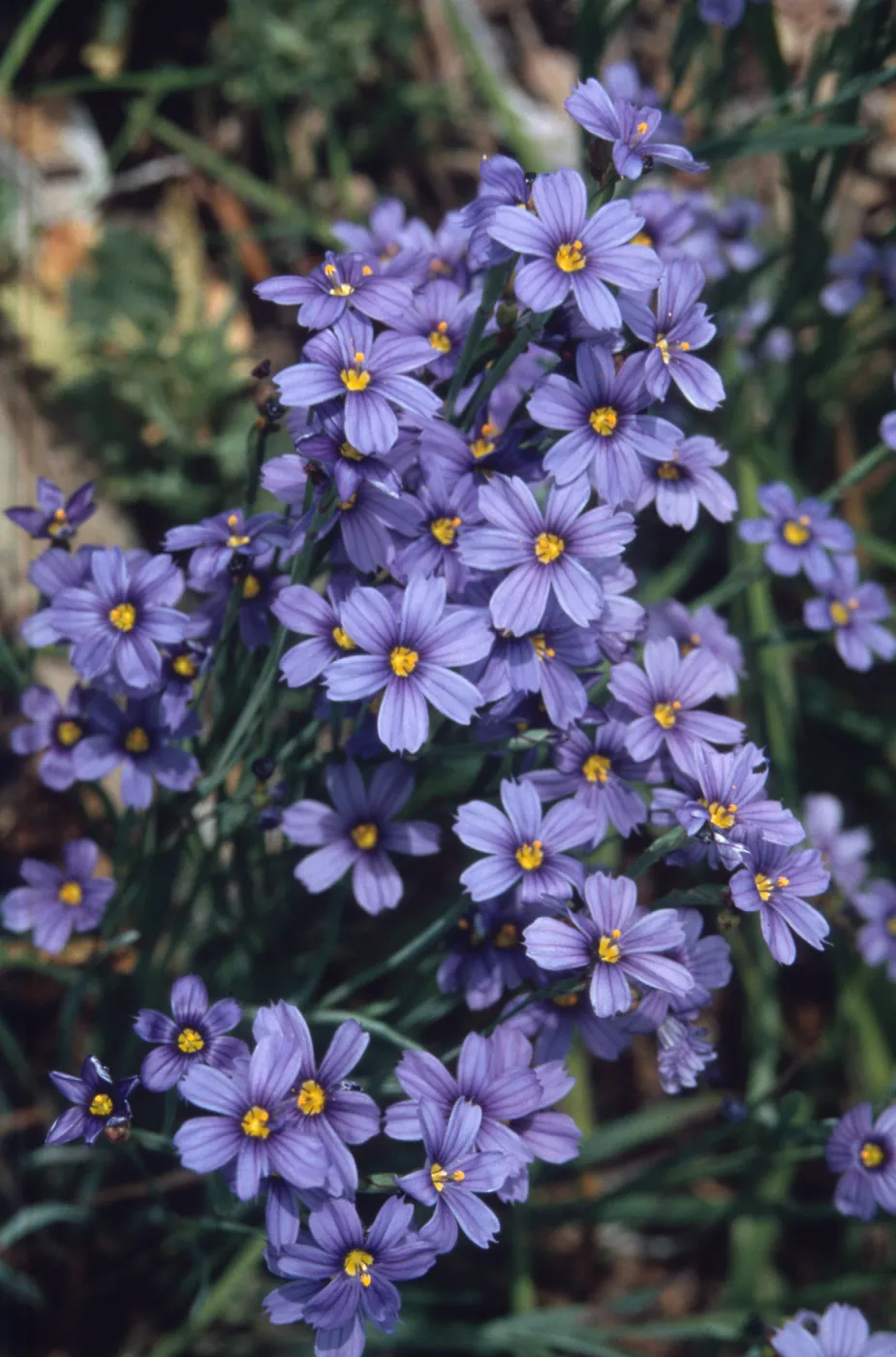 Sisyrinchium bellum flowers , SBBG