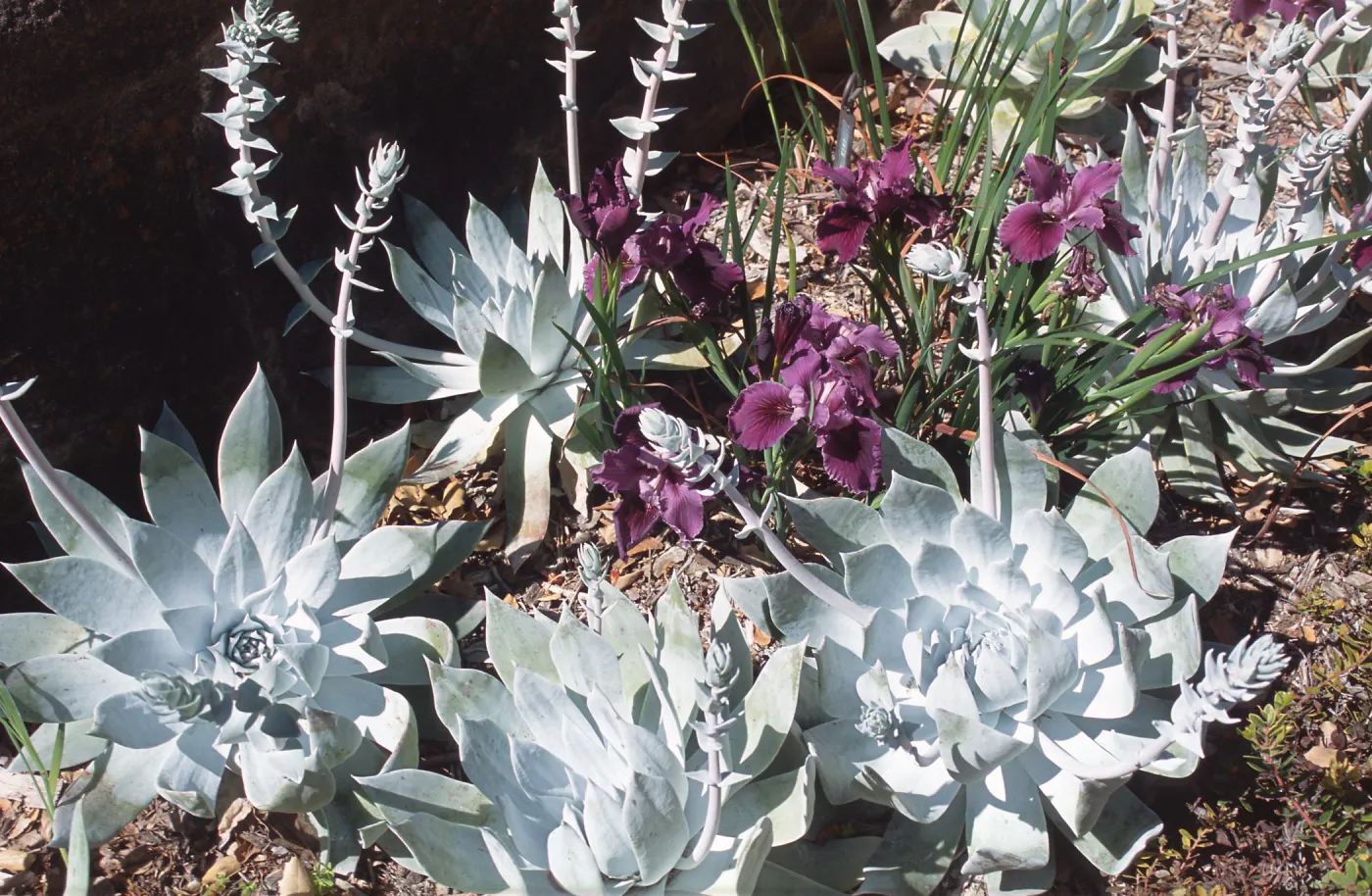 Dudleya brittonii, Iris cv. Purple Velvet