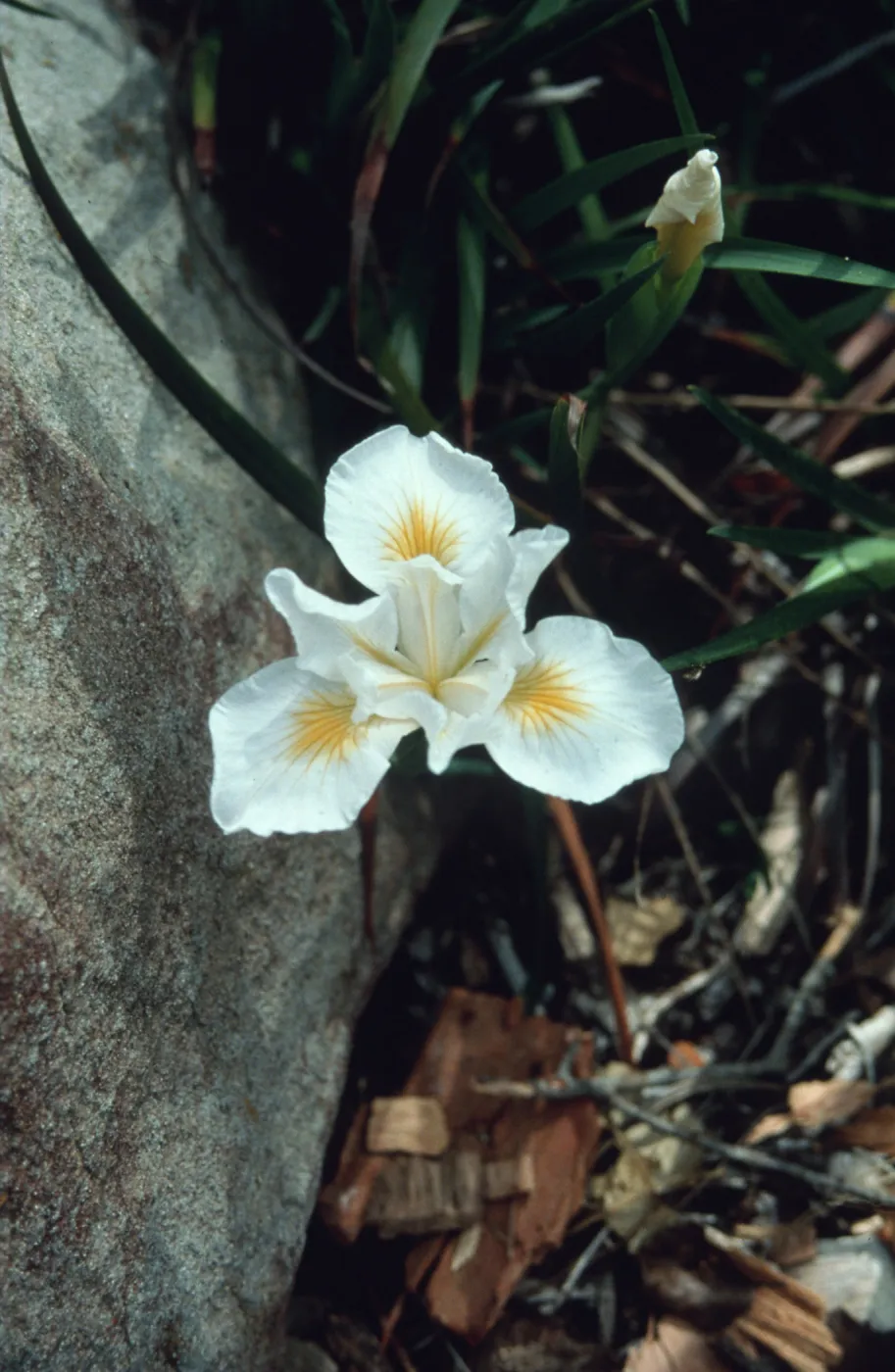 PCH Iris cv. Canyon Snow