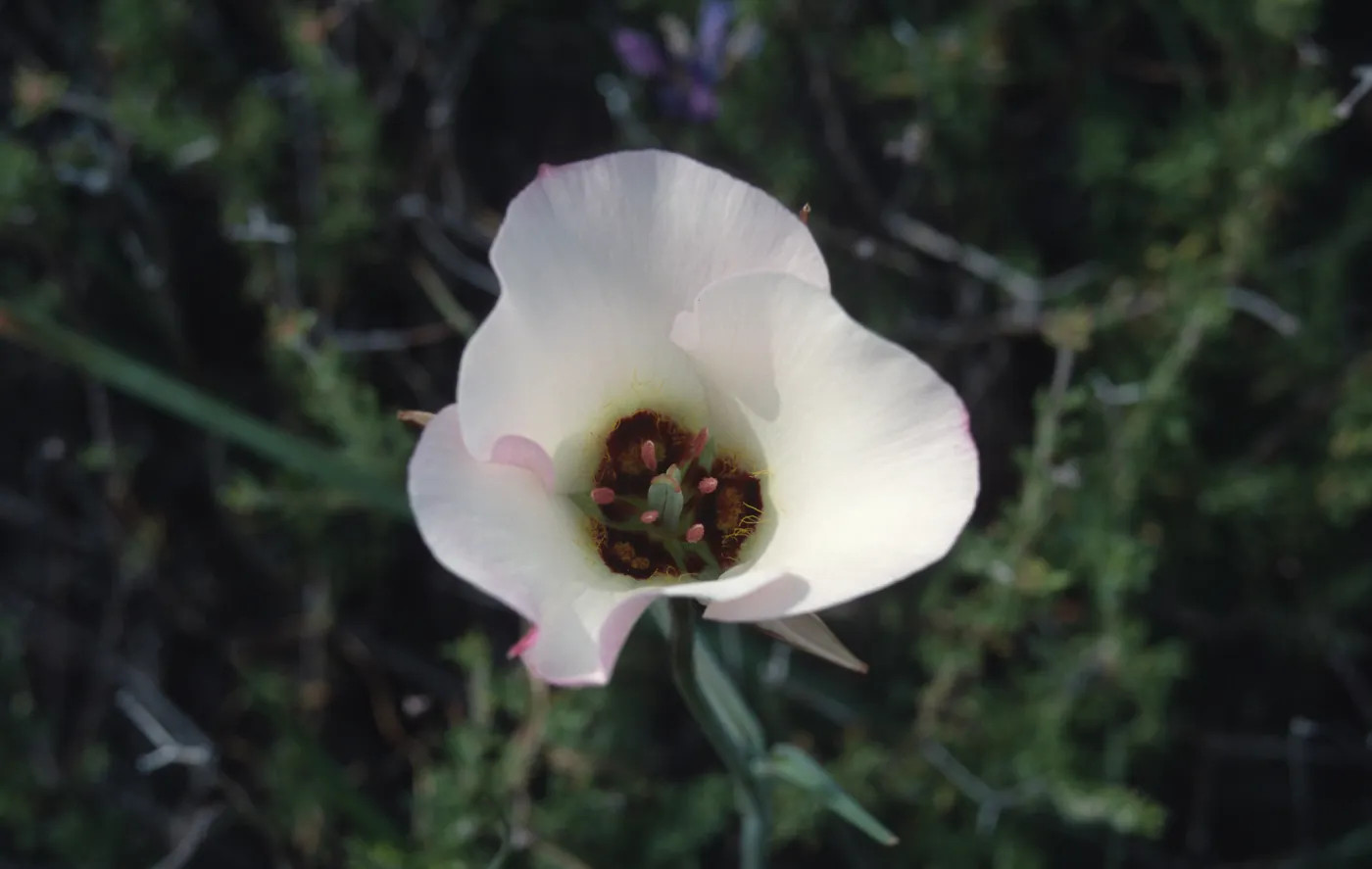 calochortus catalinae, Figueroa