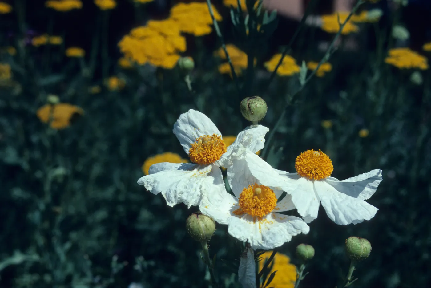 Romneya, Matillija poppy flowers
