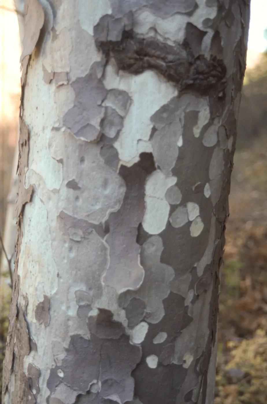 Platanus, sycamore bark