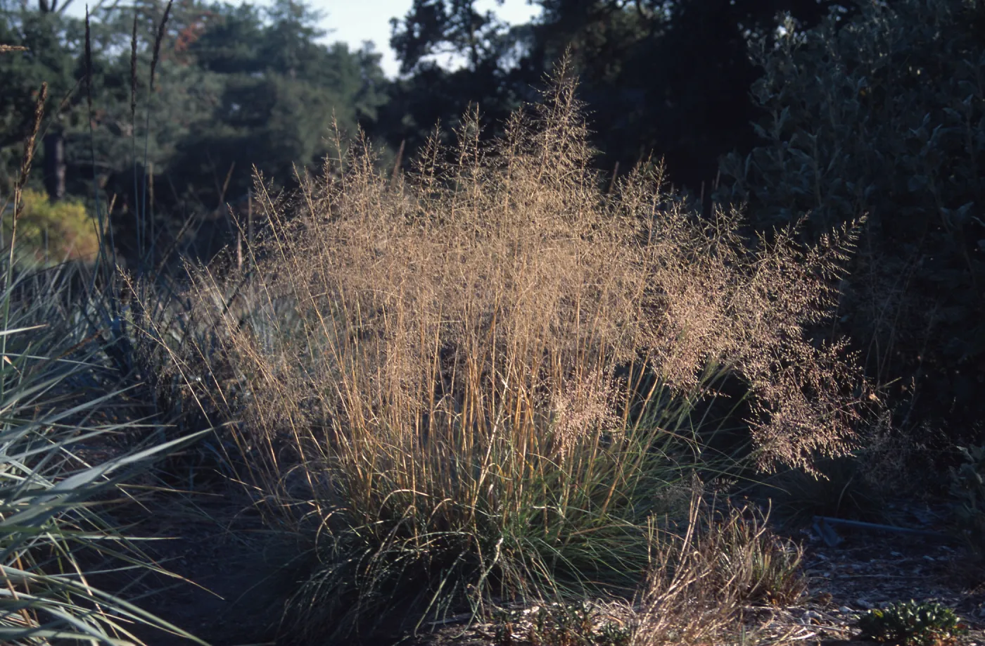 Sporobolus airoides, SBBG Meadow