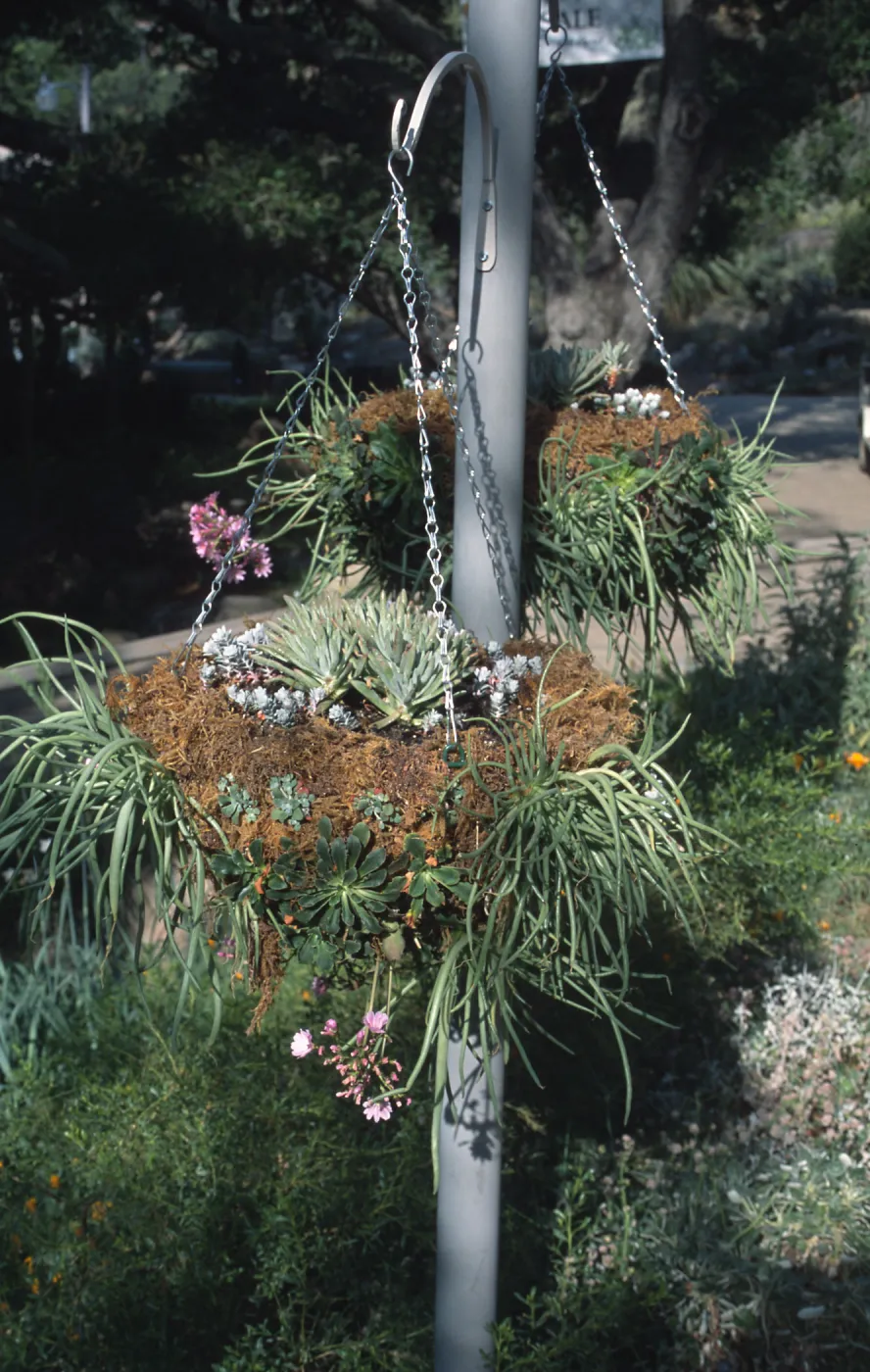 hanging succulent baskets, SBBG Entrance 