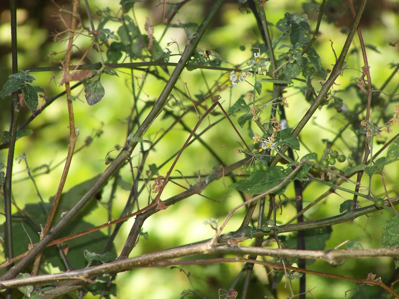 Solanum in the Canyon, SBBG Community Free Day