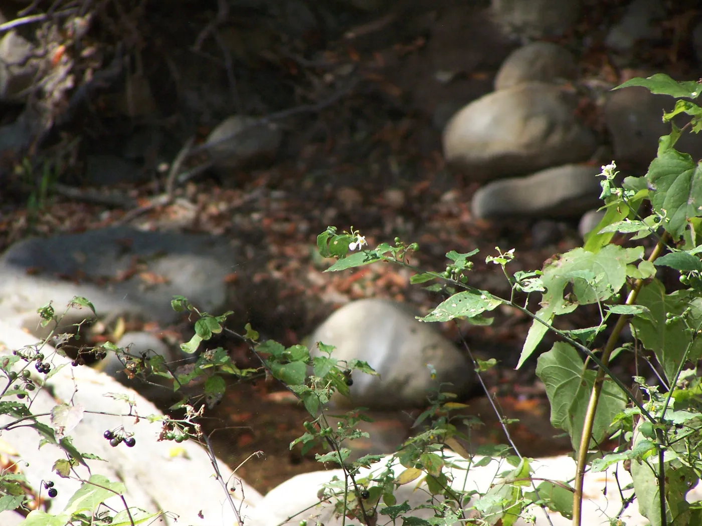 Solanum, SBBG Community Free Day, Mission Creek