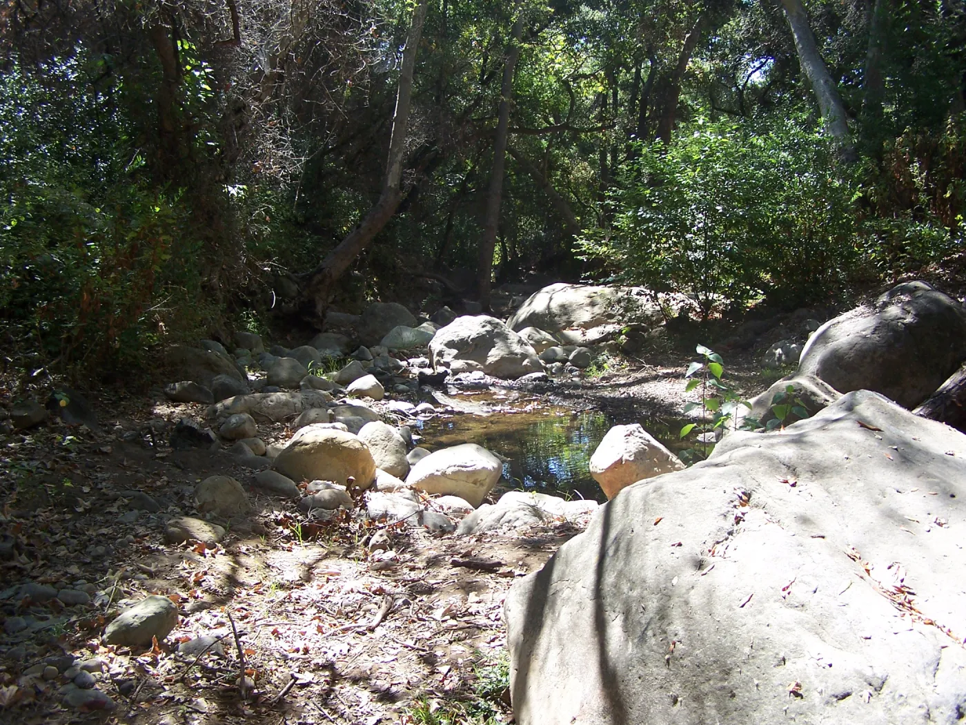 SBBG Community Free Day, pool in Mission Creek