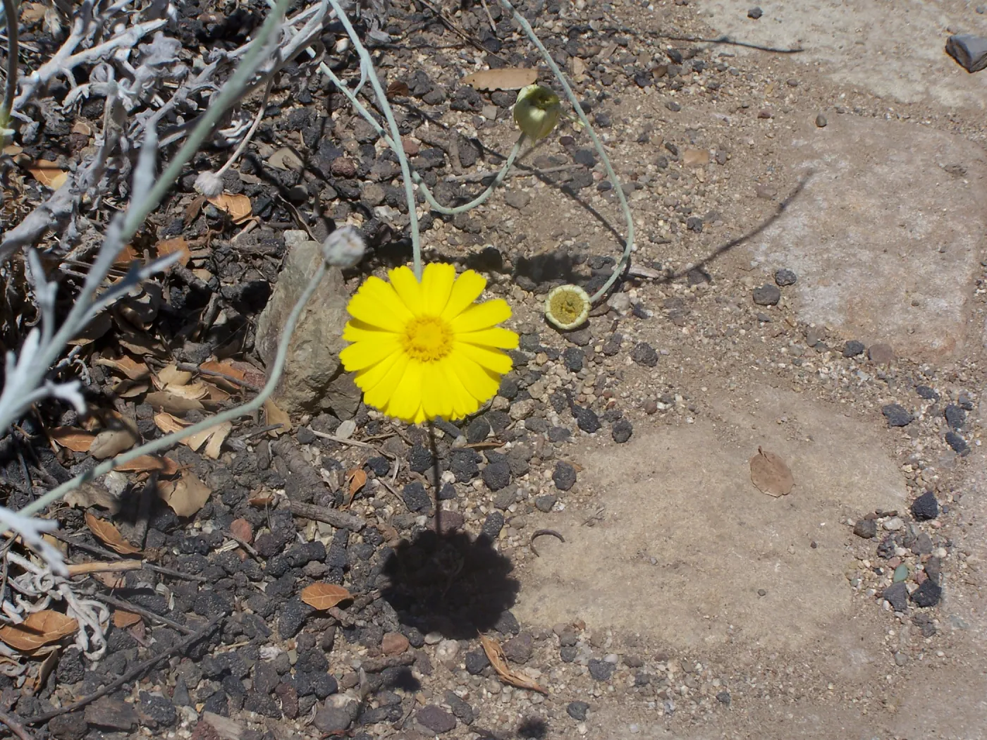 SBBG Community Free Day, composite flower in the Desert Section