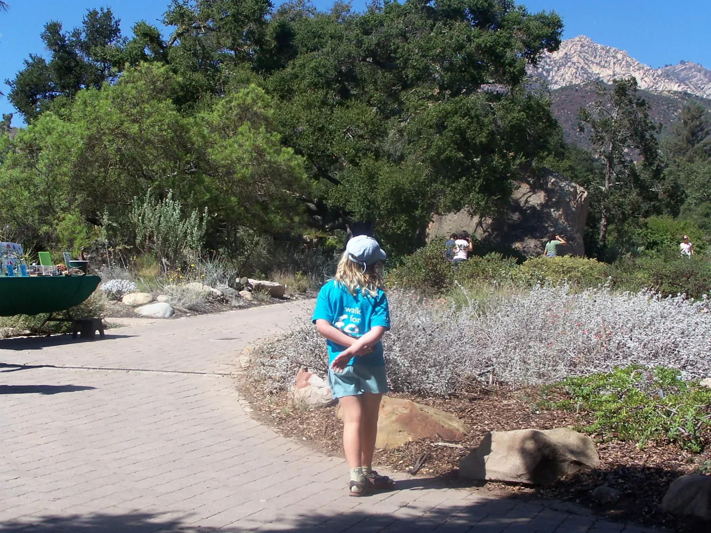 SBBG Community Free Day, child looking at the lower Meadow