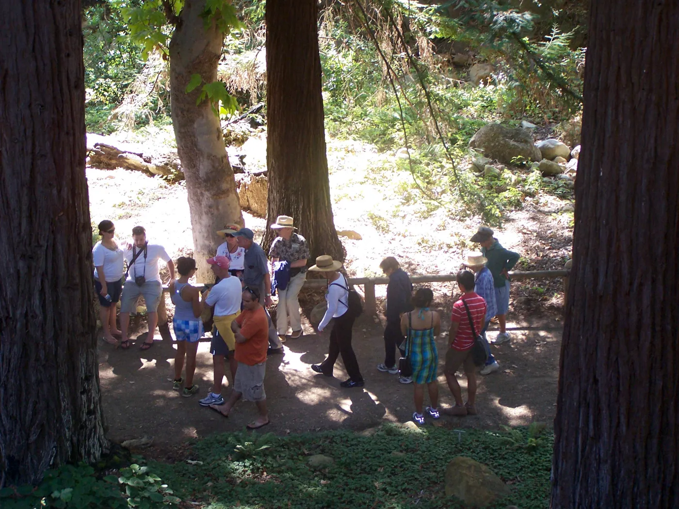 SBBG Community Free Day, Docent tour in the Redwood Section