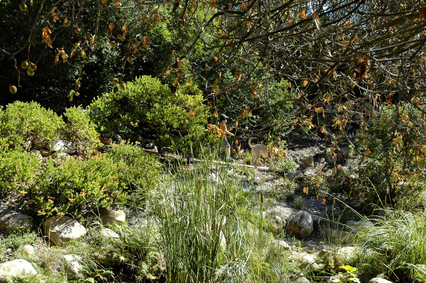 Aesculus californica in fruit, Arroyo Section, boy walking dog on leash, SBBG Community Free Day