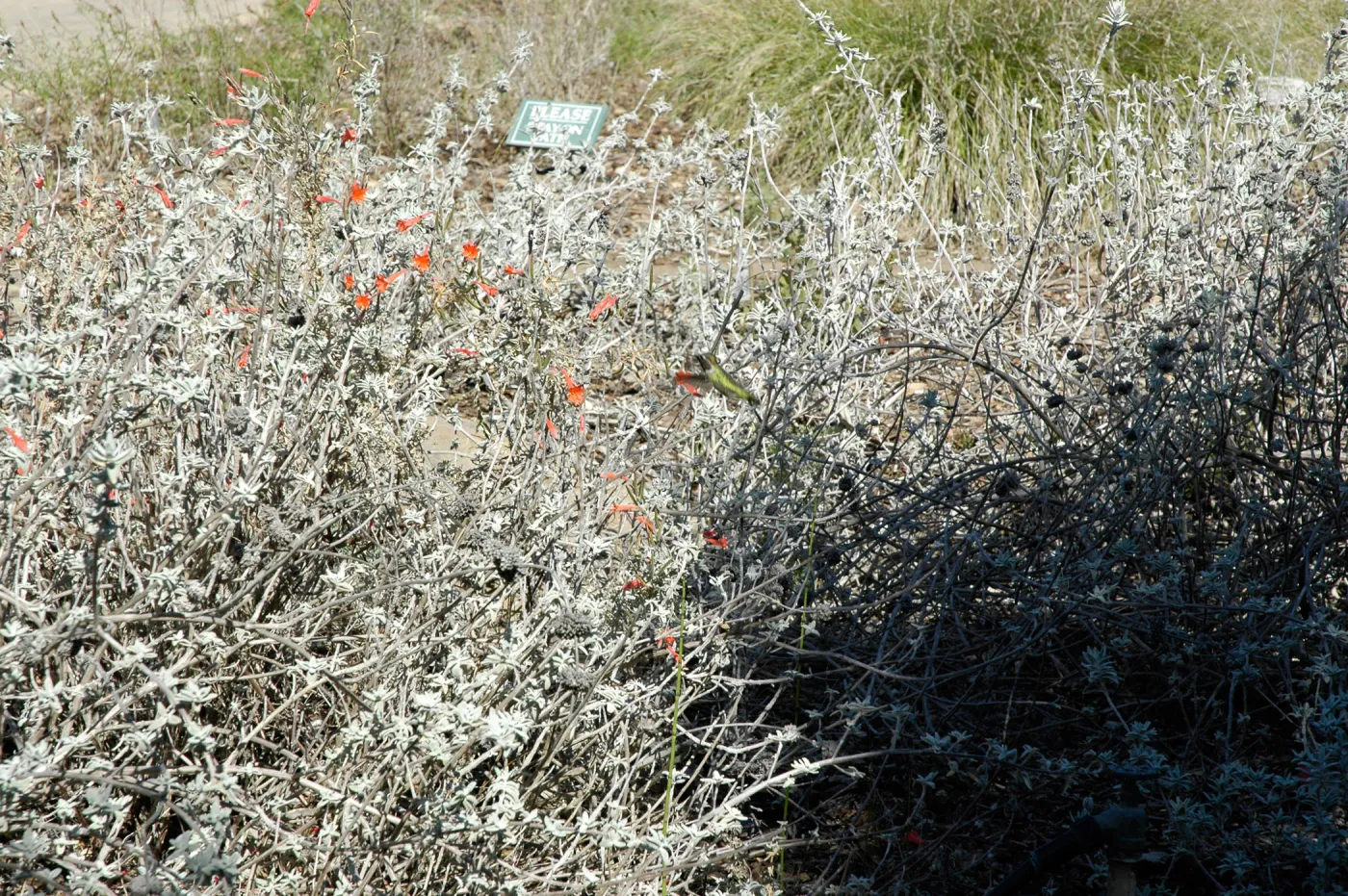 hummingbird, SBBG Ground Cover Display, Lower Meadow