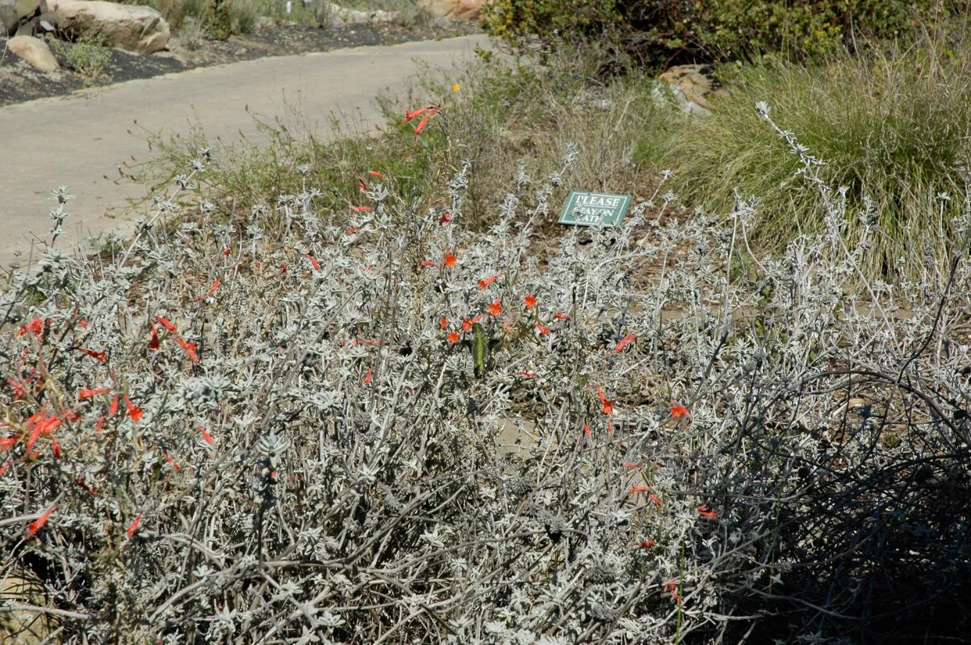 hummingbird, SBBG Ground Cover Display, Lower Meadow