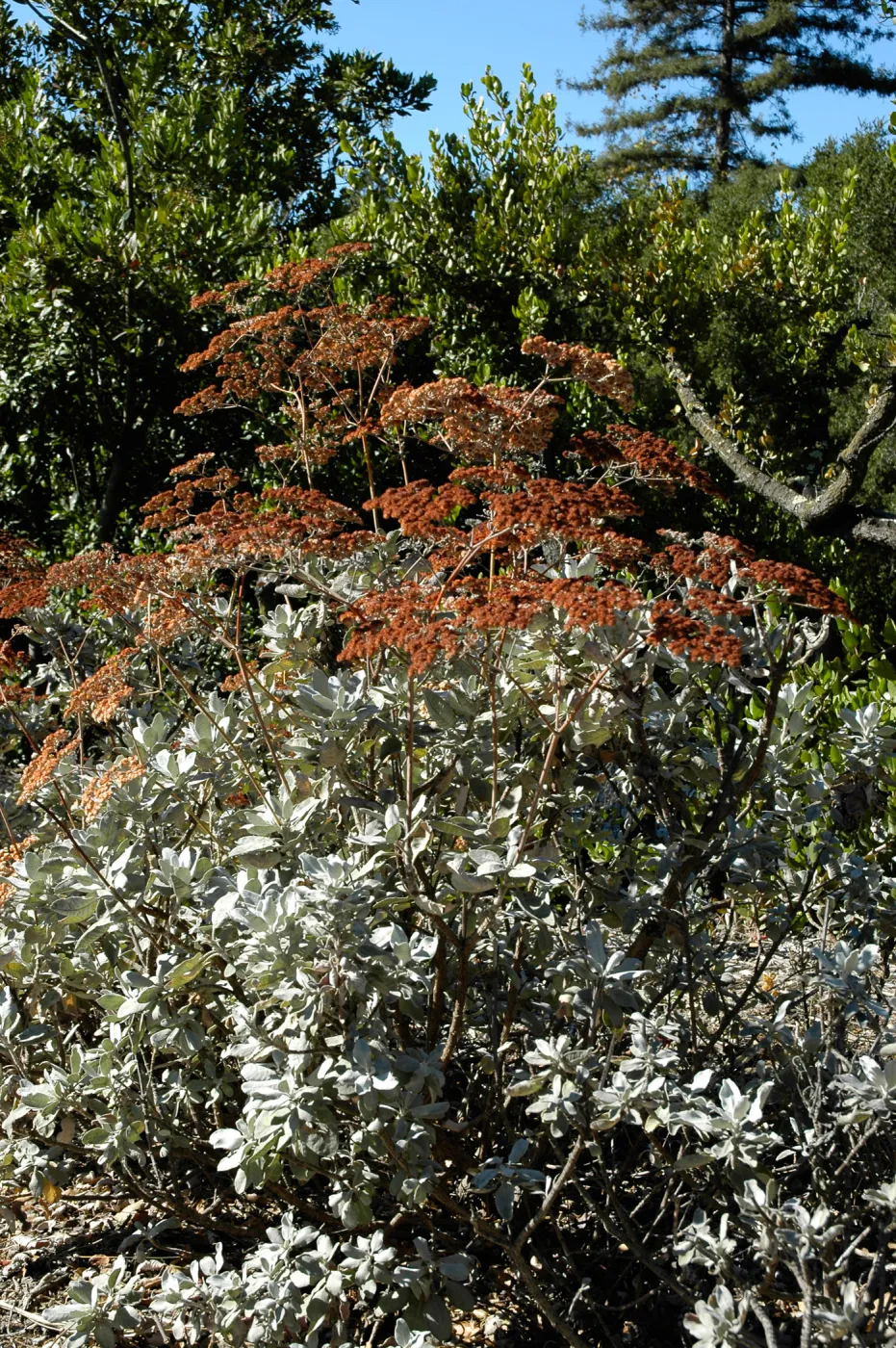 Eriogonum giganteum with fall inflorescences, SBBG planting along Mission Canyon Road