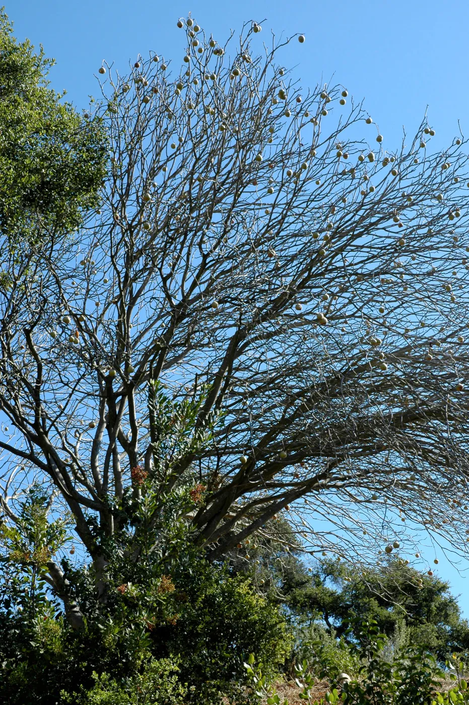Aesculus californica in fruit, Porter Trail slope above Mission Canyon Road