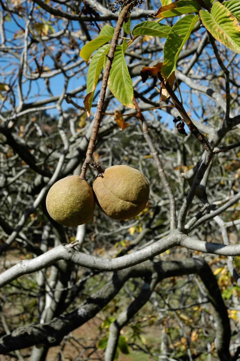 Aesculus californica fruits in autumn
