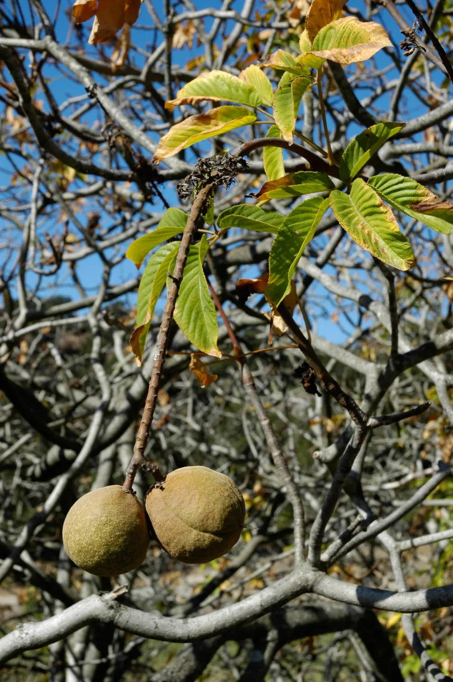 Aesculus californica fruits in Autumn