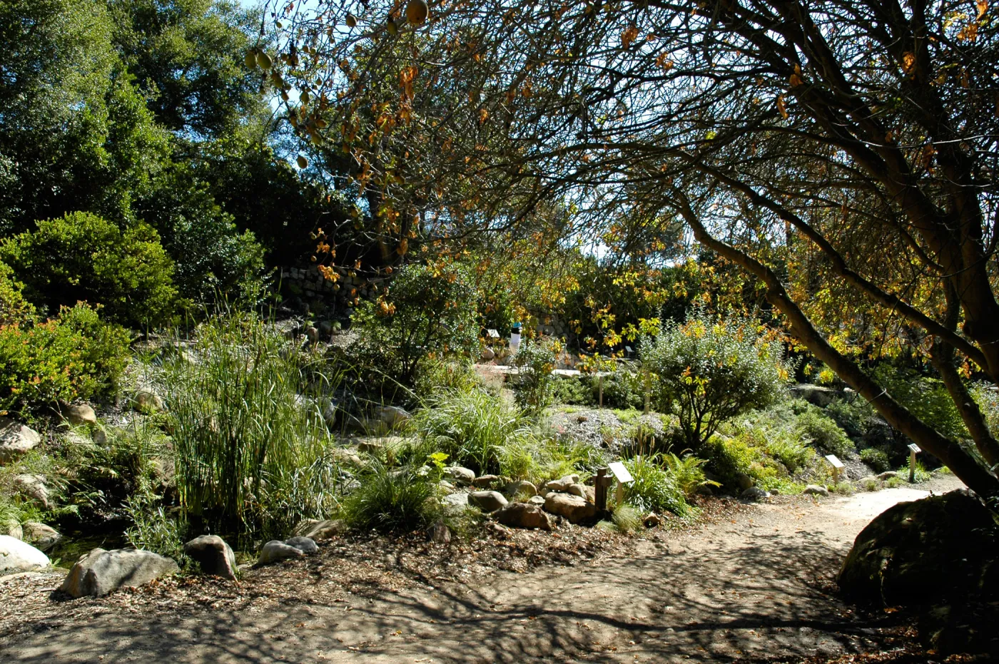 Aesculus californica in fruit, Arroyo Section, SBBG Community Free Day