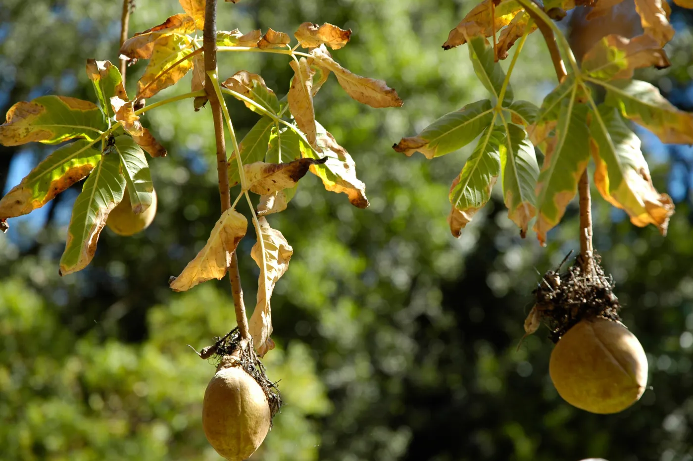 Aesculus californica in fruit, Arroyo Section, SBBG Community Free Day