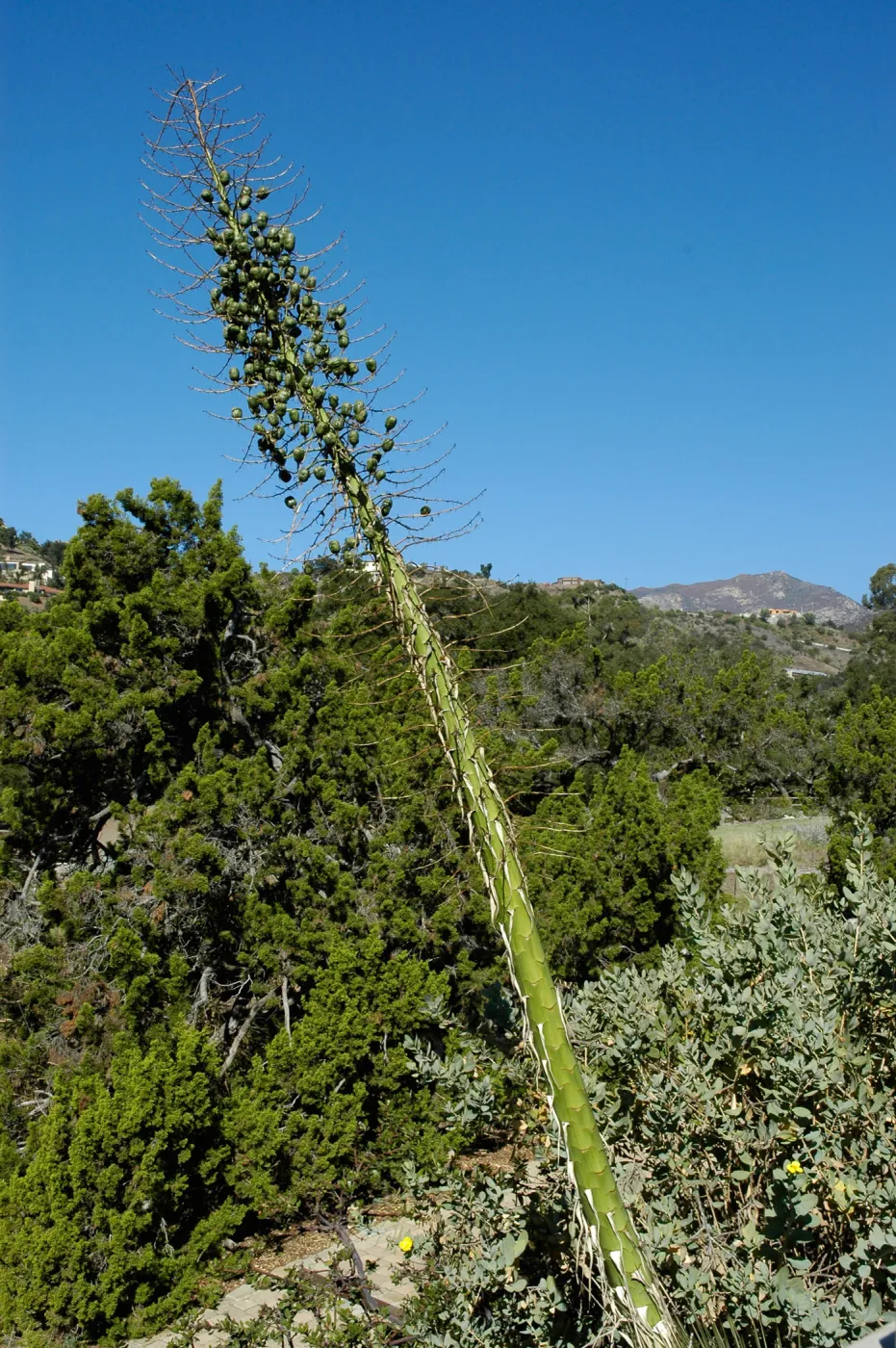 Yucca inflorescence in fruit