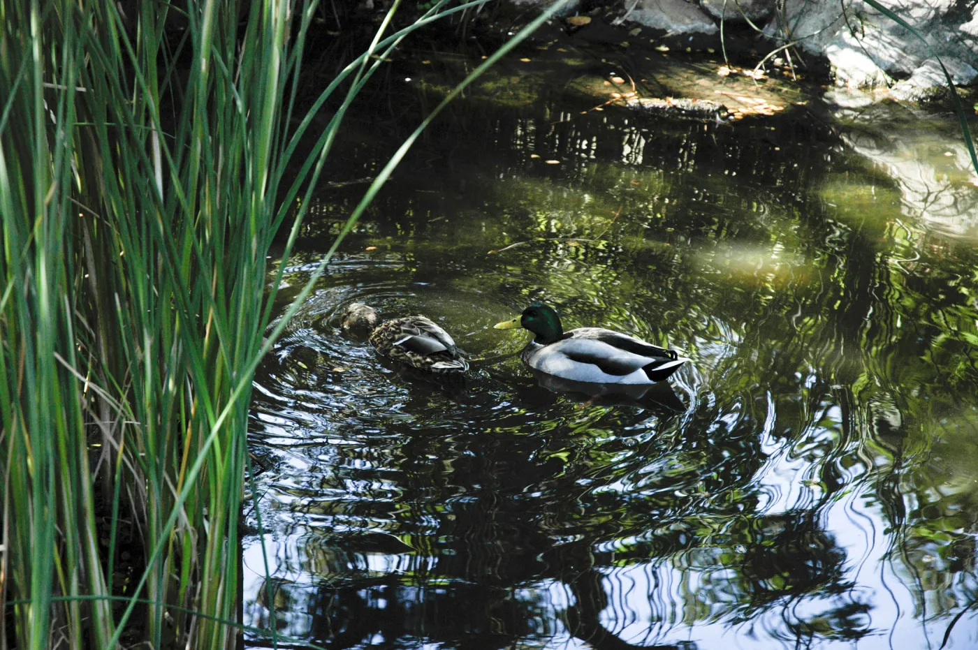 pair of mallard ducks in the Meadow Pond