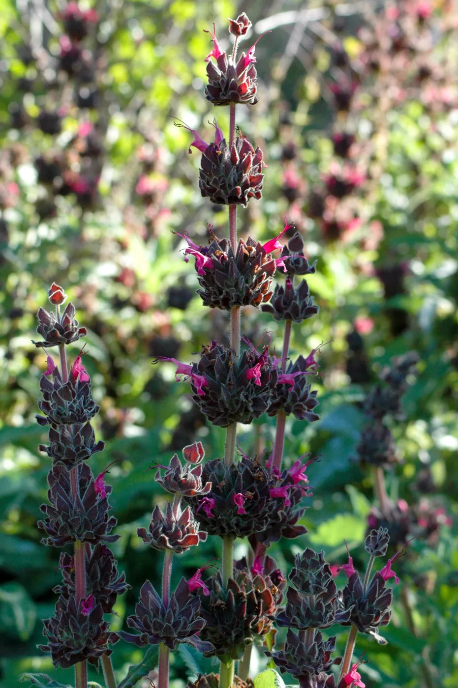 Hummingbird sage, Salvia spathacea in the upper Meadow border